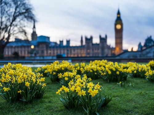 Flowerbeds of flowers with Big Ben in the background