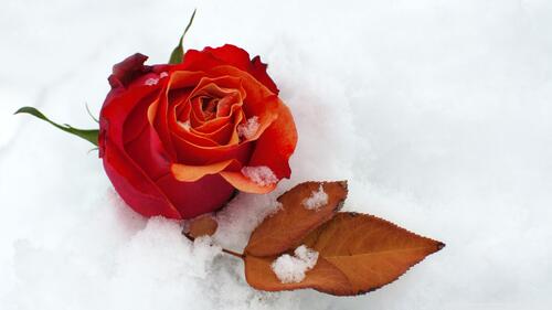 Красная роза в снегу