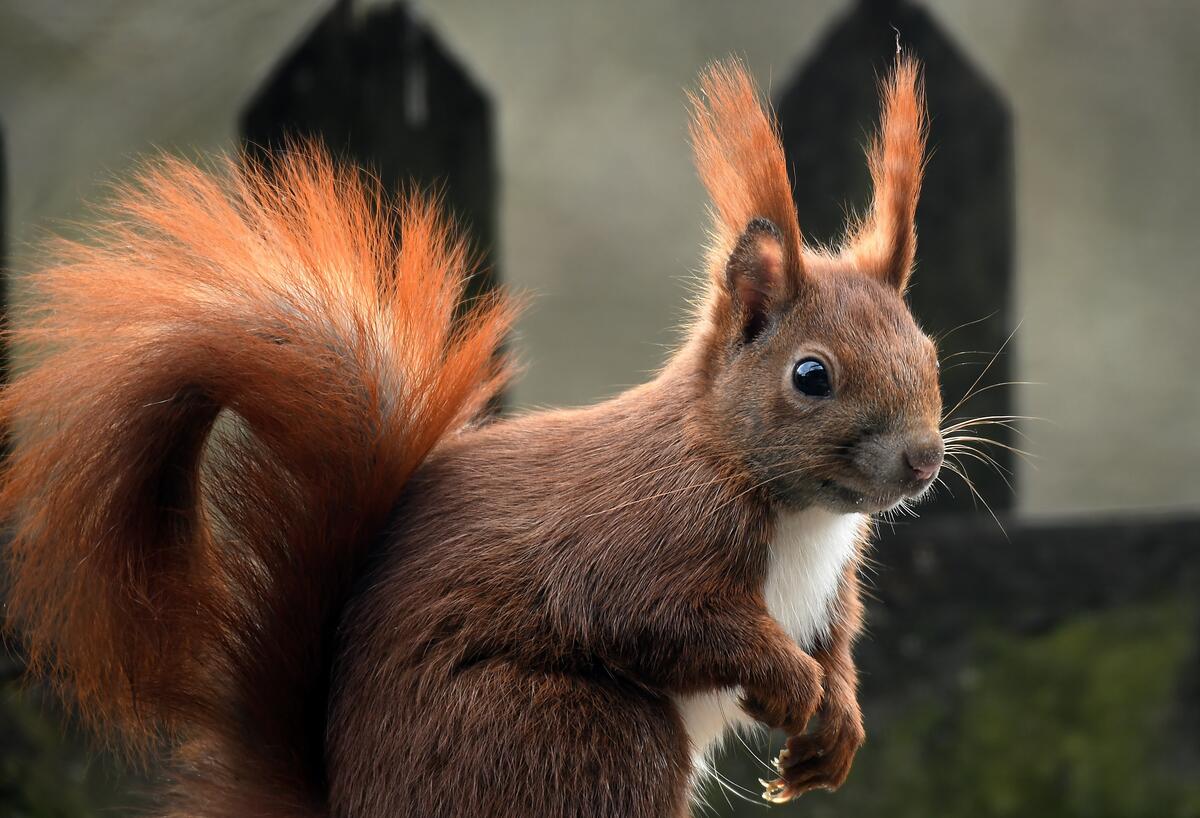 Squirrel with a fluffy tail