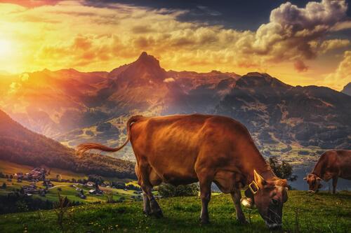 Cows grazing in a meadow during sunset