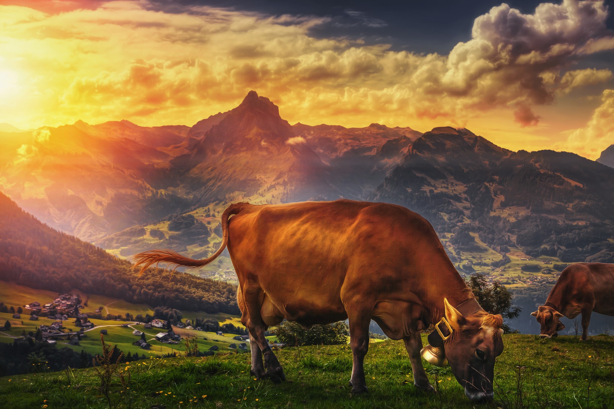 Бесплатное фото Коровы пасутся на лугу во время заката