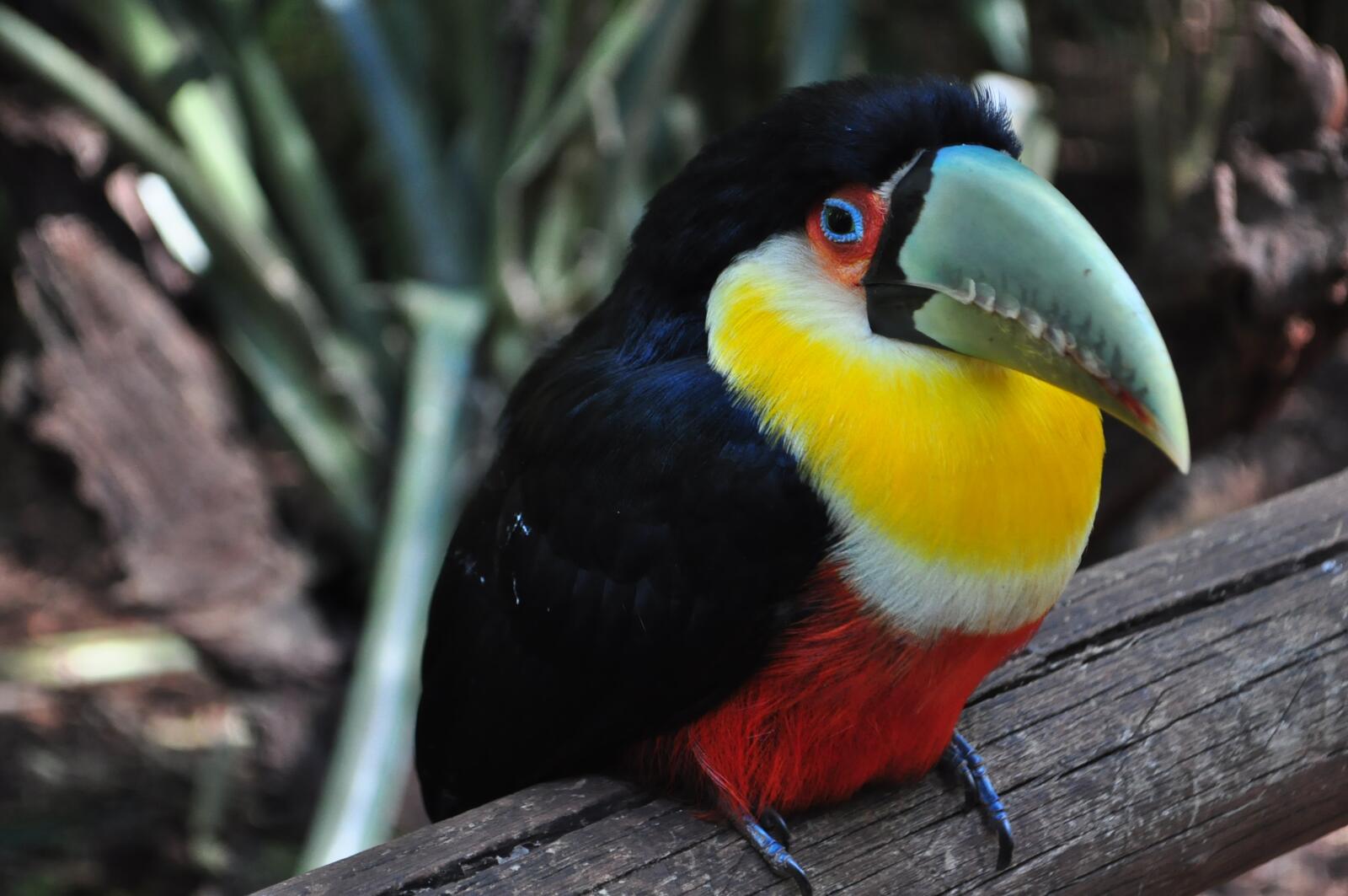 Wallpapers toucan bird colorful on the desktop