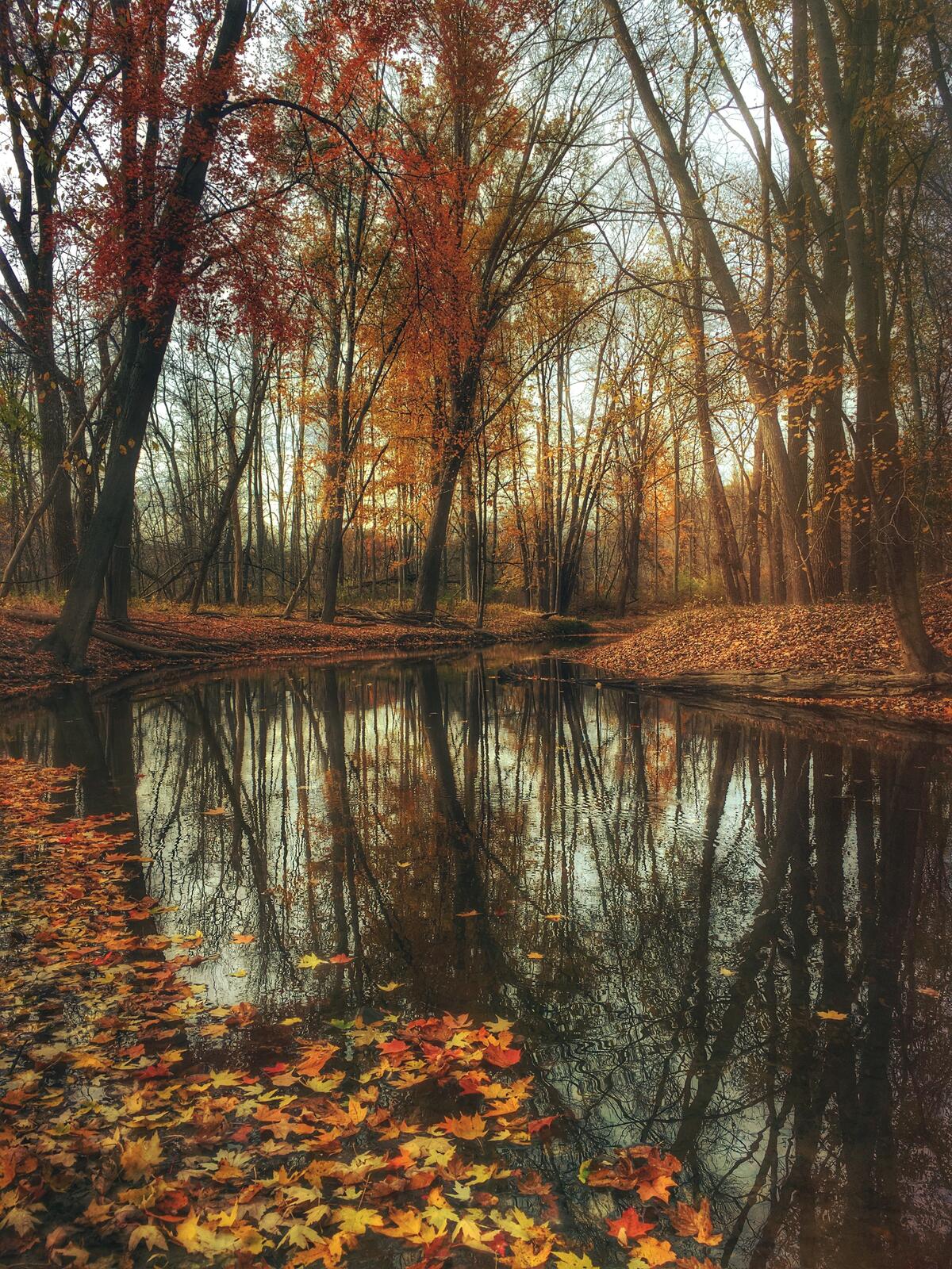 The banks of the river are strewn with fallen leaves of yellow color