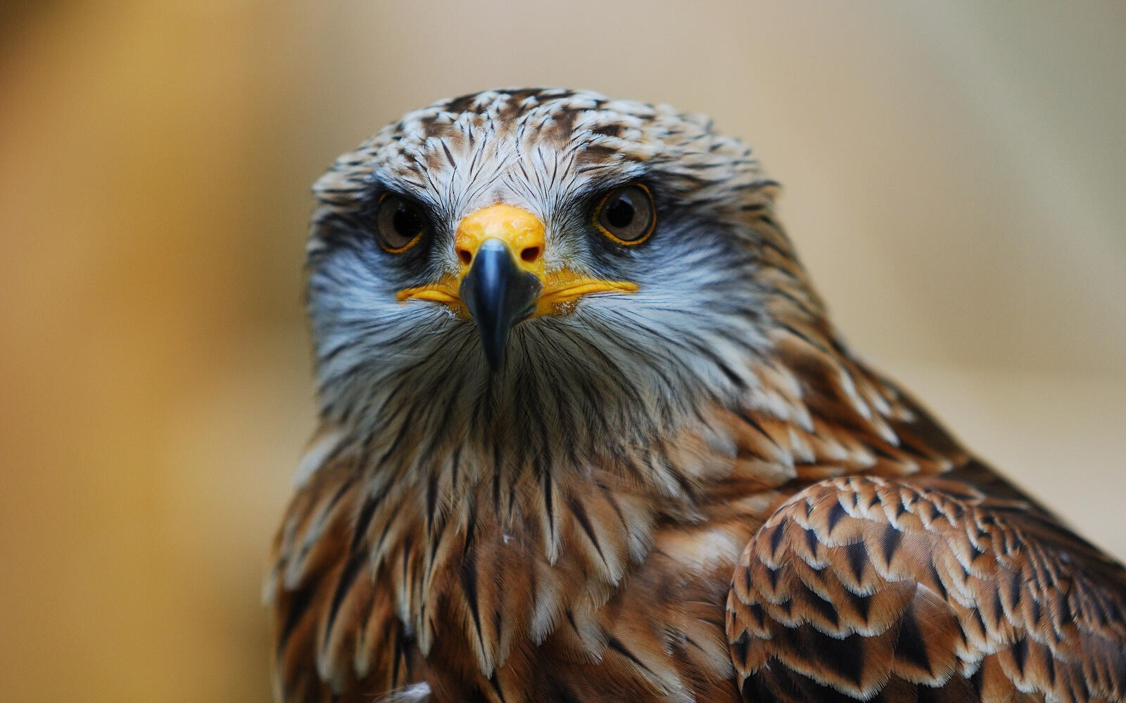 Free photo Close-up portrait of a falcon