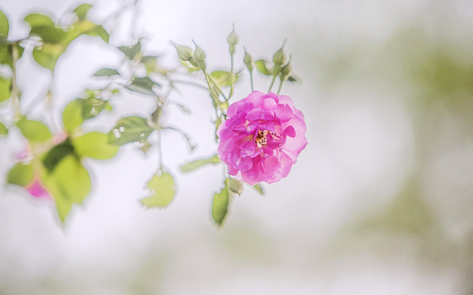 Бесплатное фото Маленькая розовая роза на веточке
