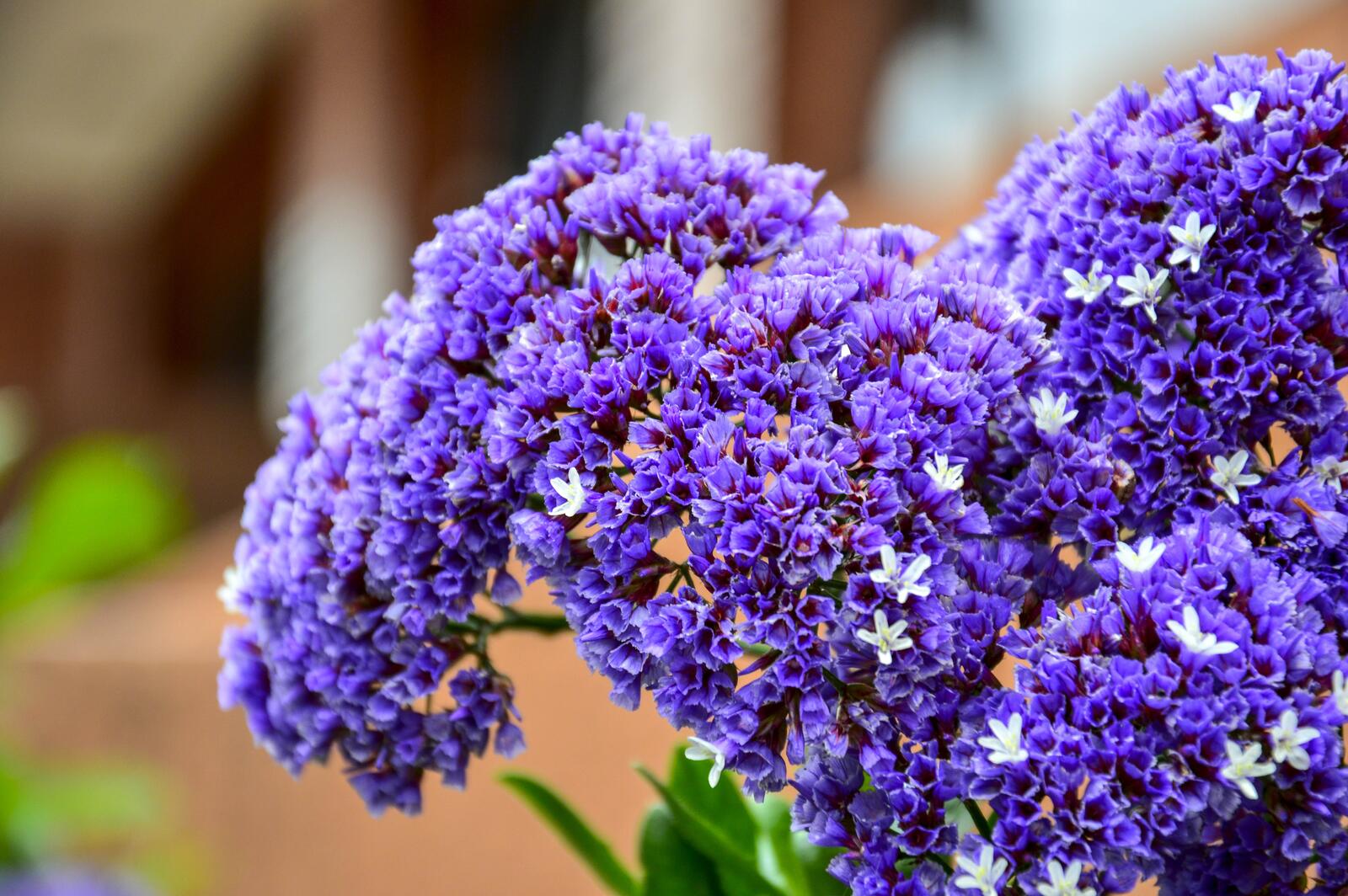 Бесплатное фото Букет с фиолетовыми маленькими цветочками
