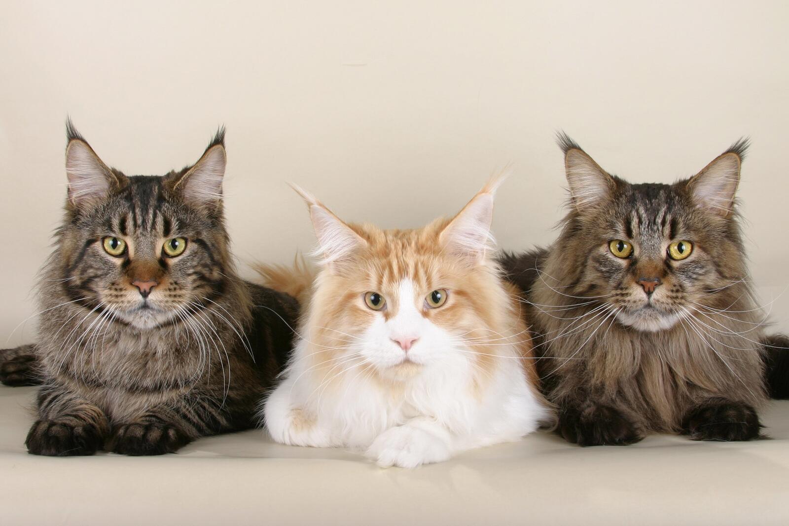 Free photo Maine Coon Cats