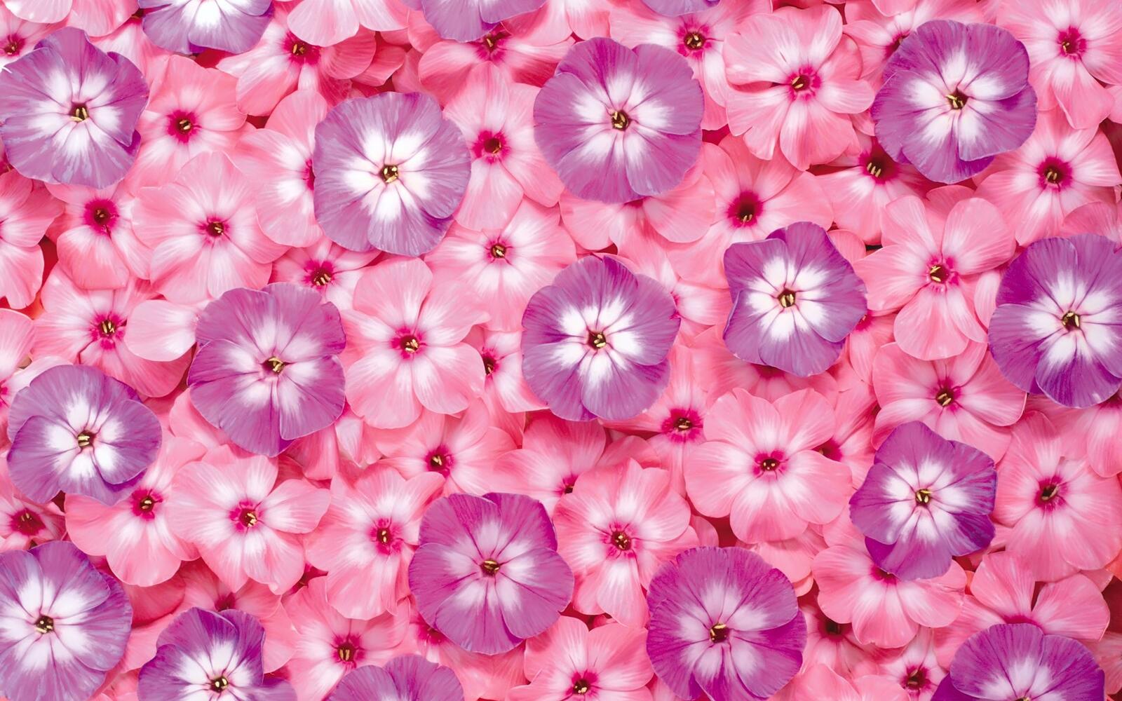 Free photo A background of pink flowers