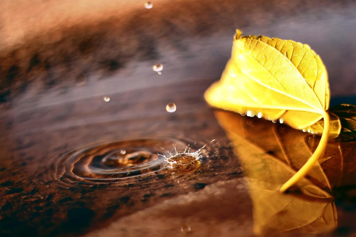 An autumn yellow leaf lies in a puddle