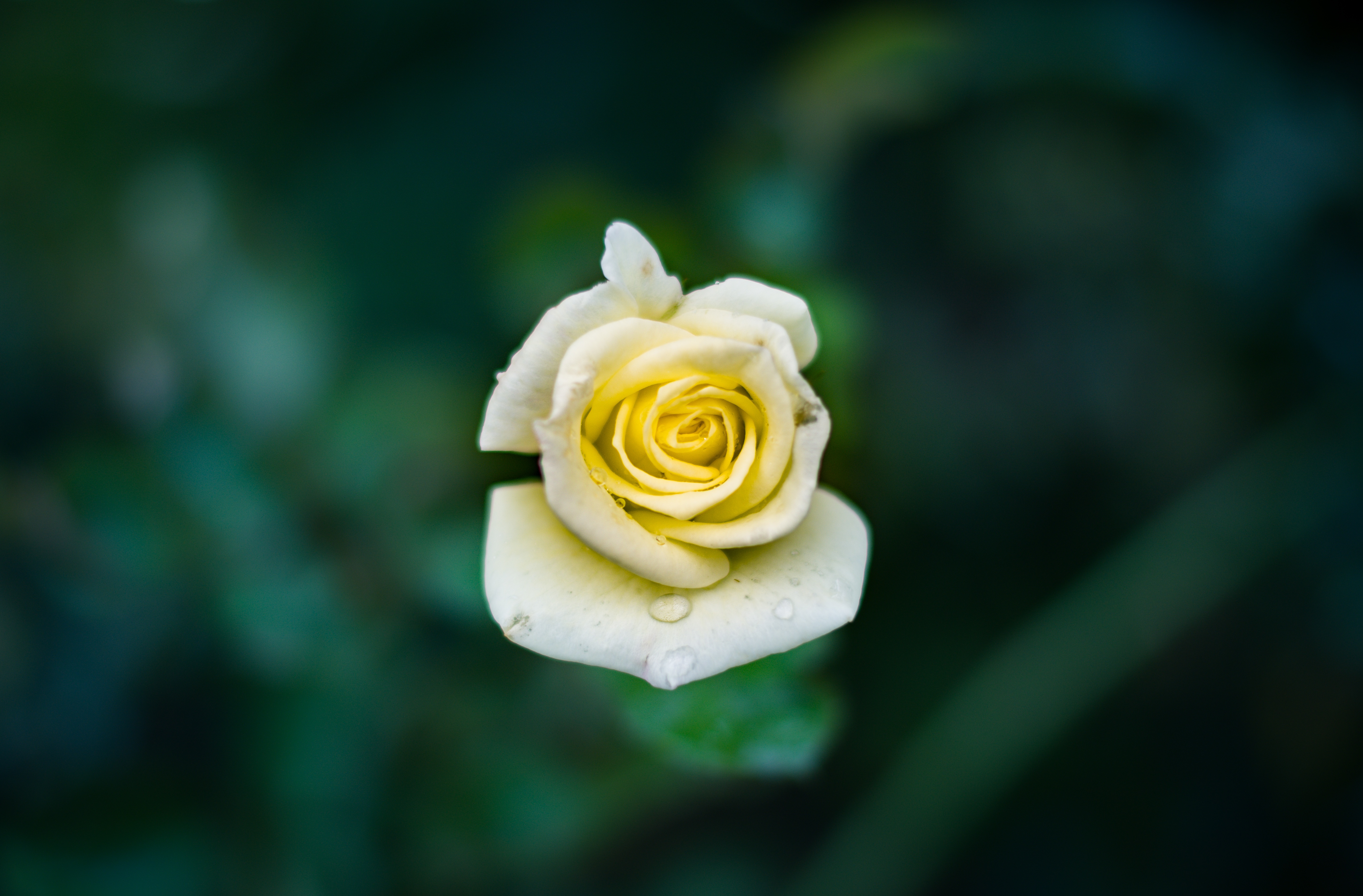 Фото бесплатно цветок, растение, белый