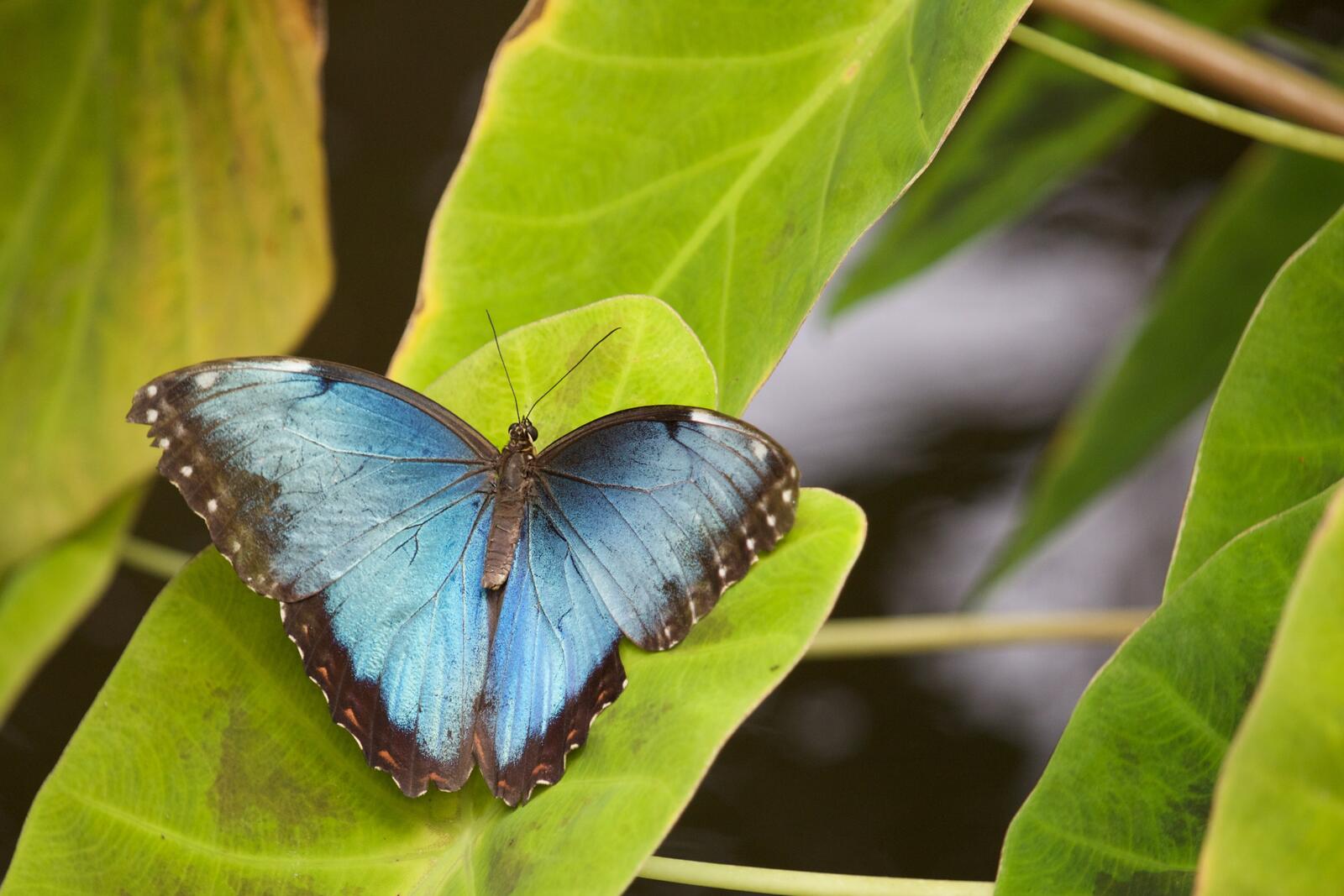 免费照片天体色彩的蝴蝶