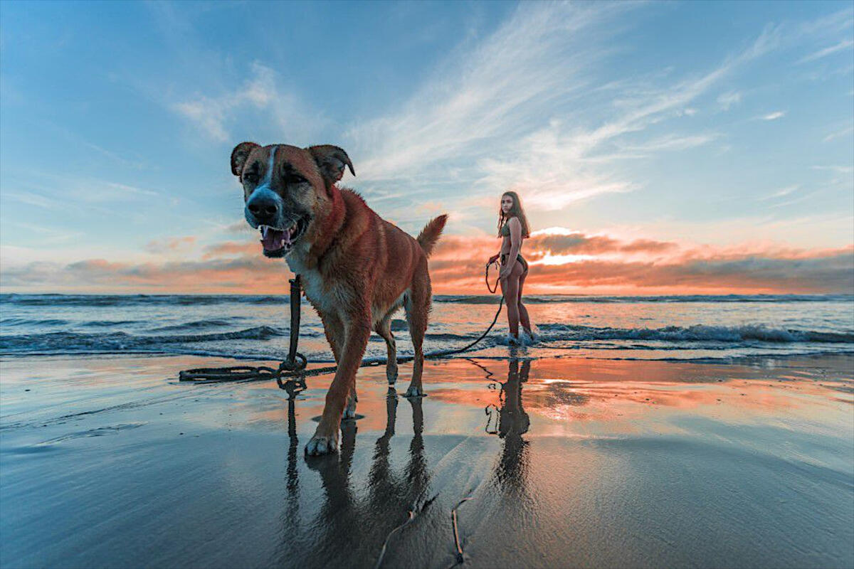 Девушка гуляет с псом по берегу моря