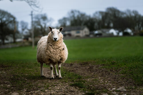A sheep stands on a green field