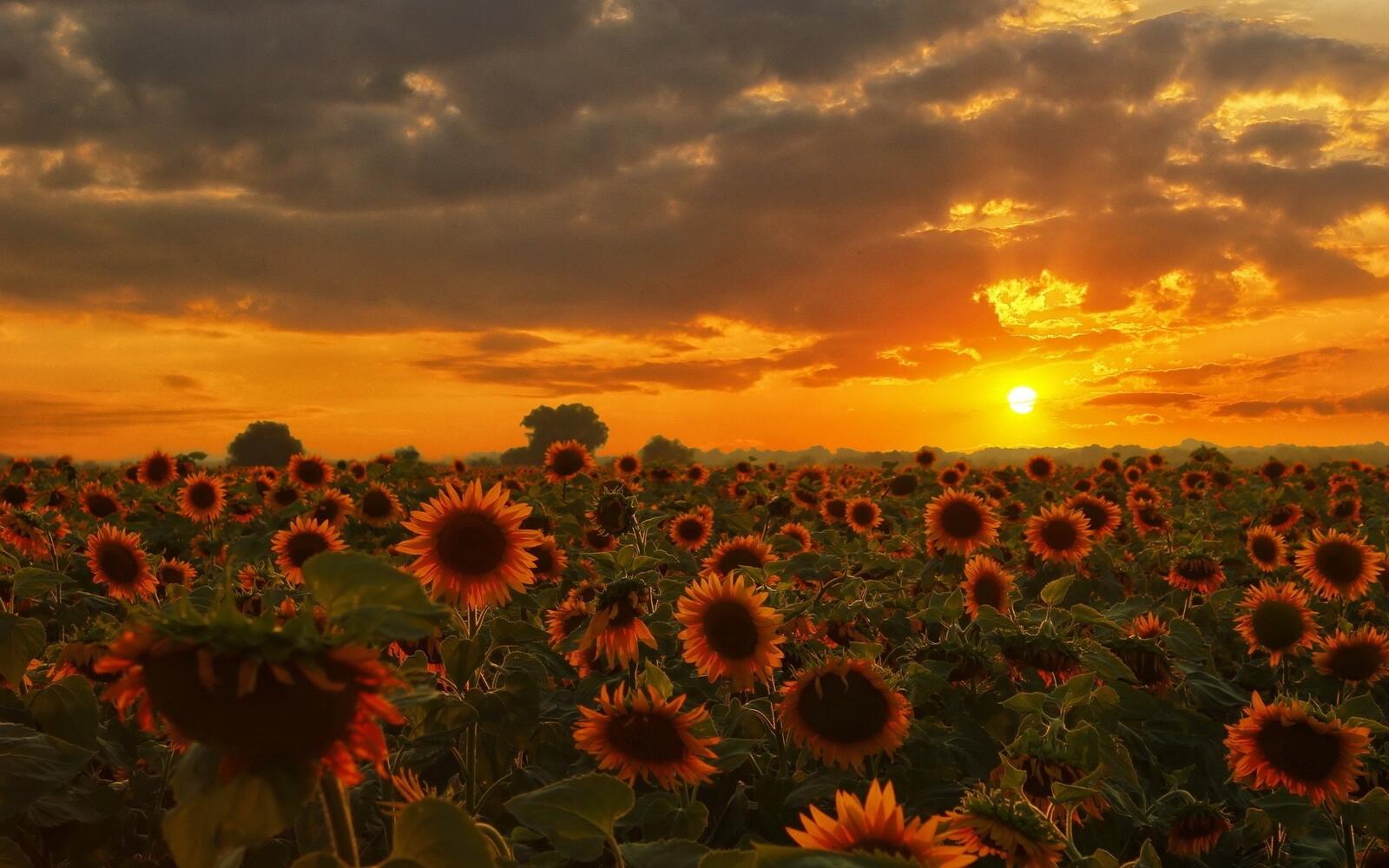 Free photo A large field of sunflowers at sunset