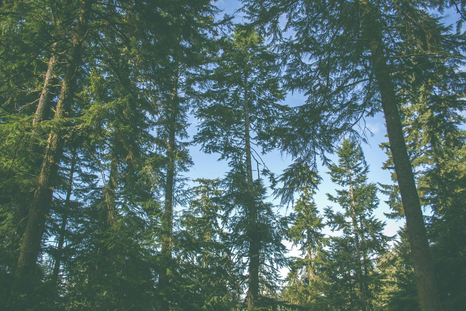 Free photo Summer coniferous forest