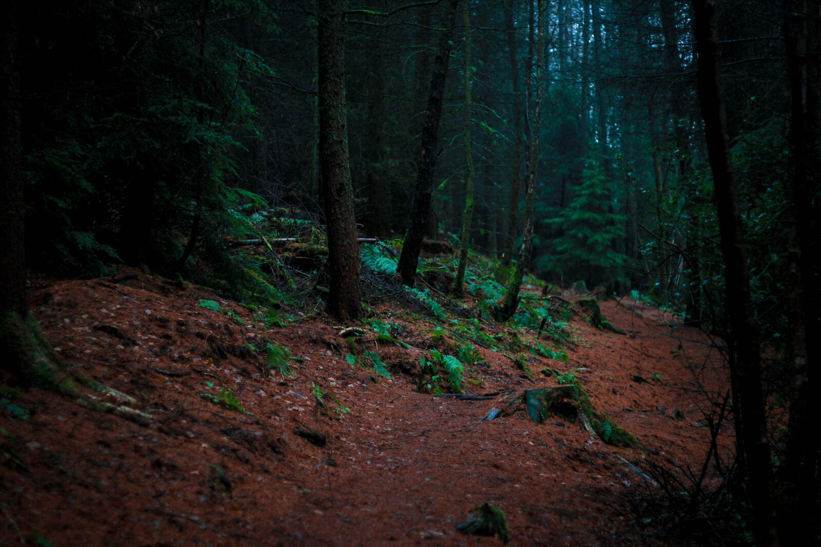 Бесплатное фото Мрачный хвойный лес