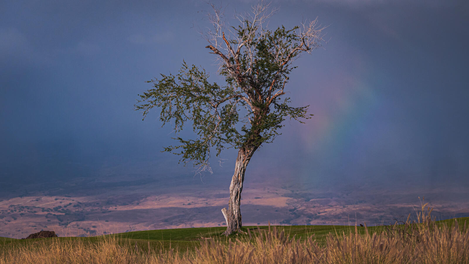 Бесплатное фото Одинокое старое дерево на фоне туч
