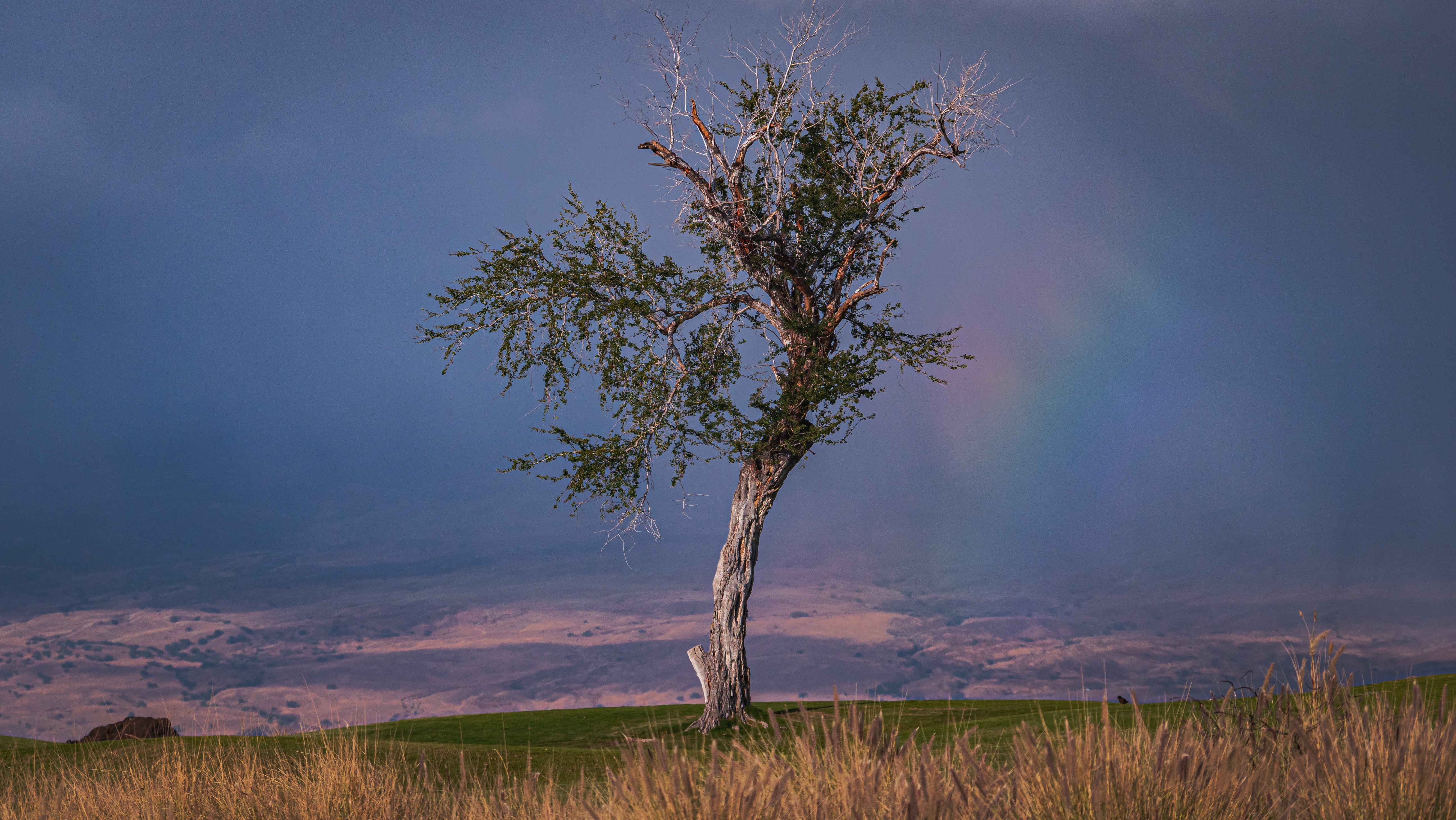 免费照片在云的背景下，一棵孤独的老树