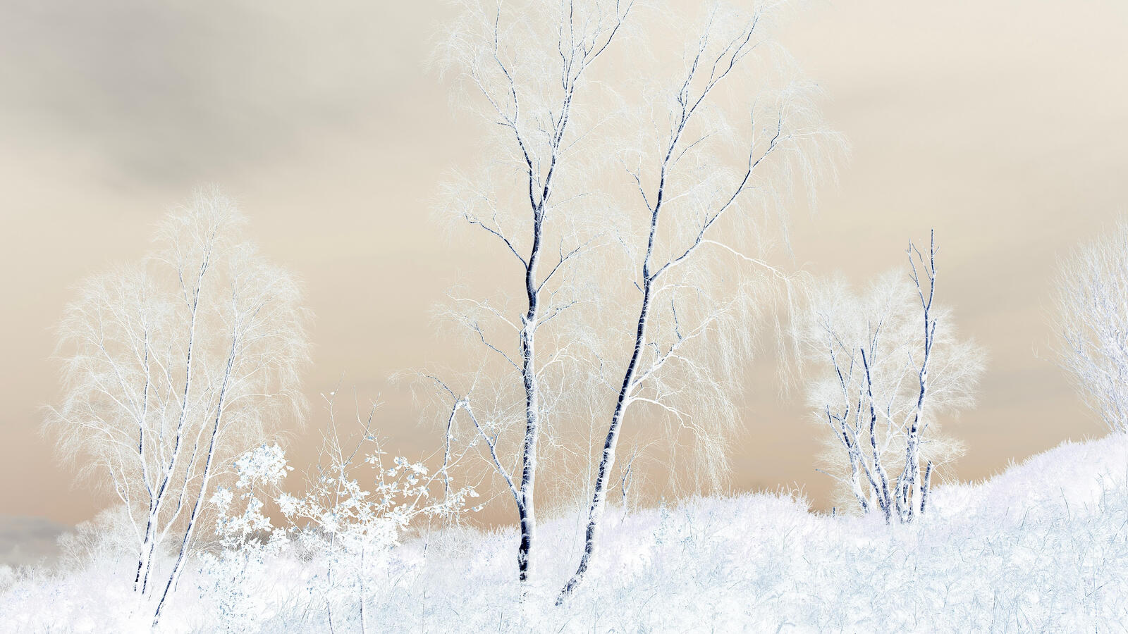 Бесплатное фото Белоснежная морозная зима покрыла снегом деревья и траву