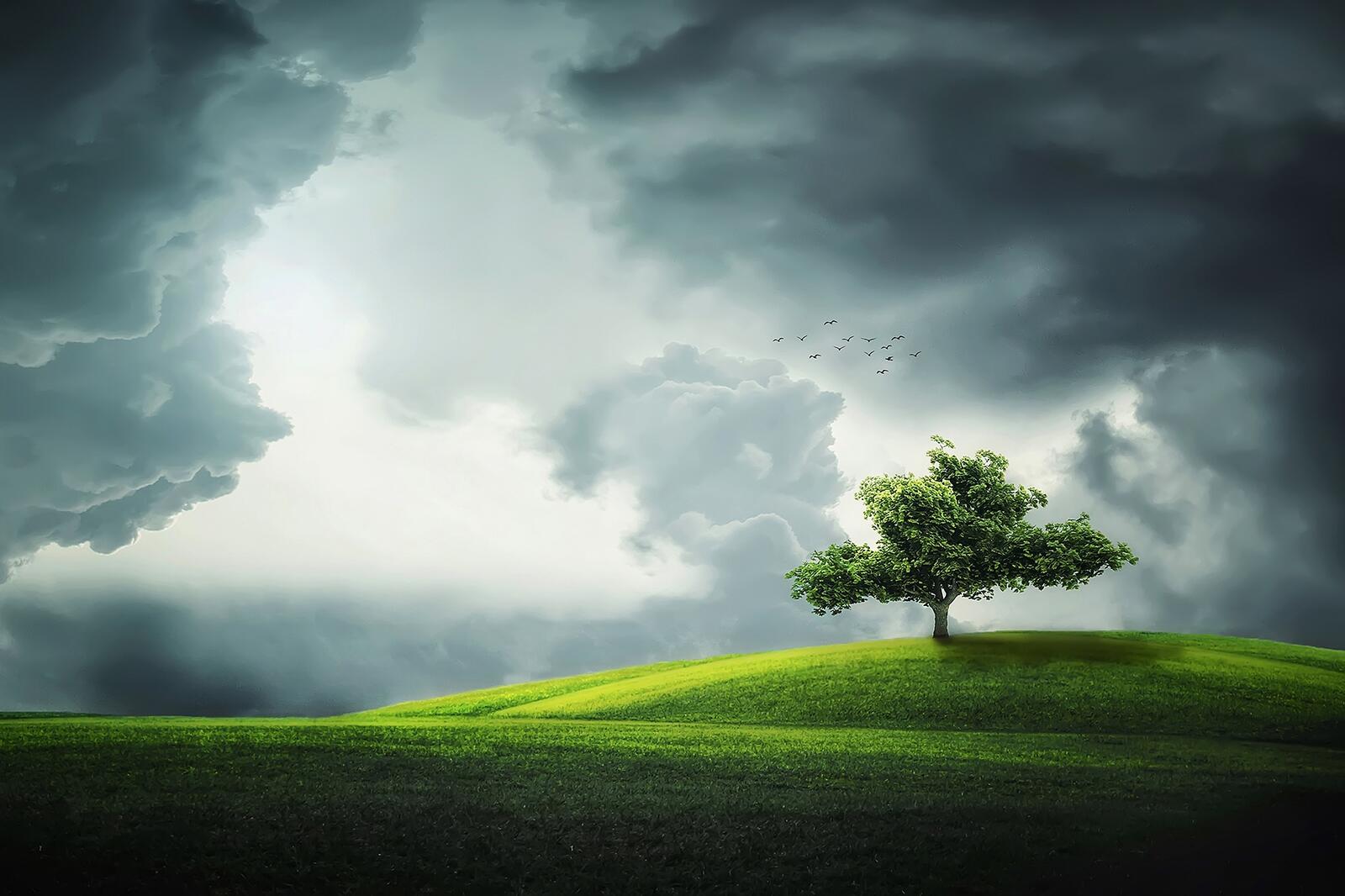 Бесплатное фото Одинокое дерево с зеленой листвой на зеленом холме