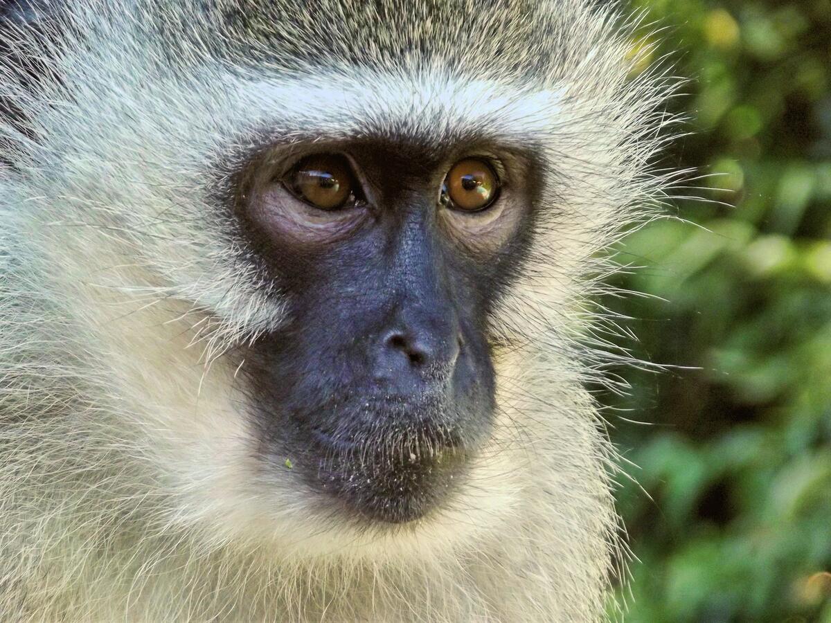 South African monkey