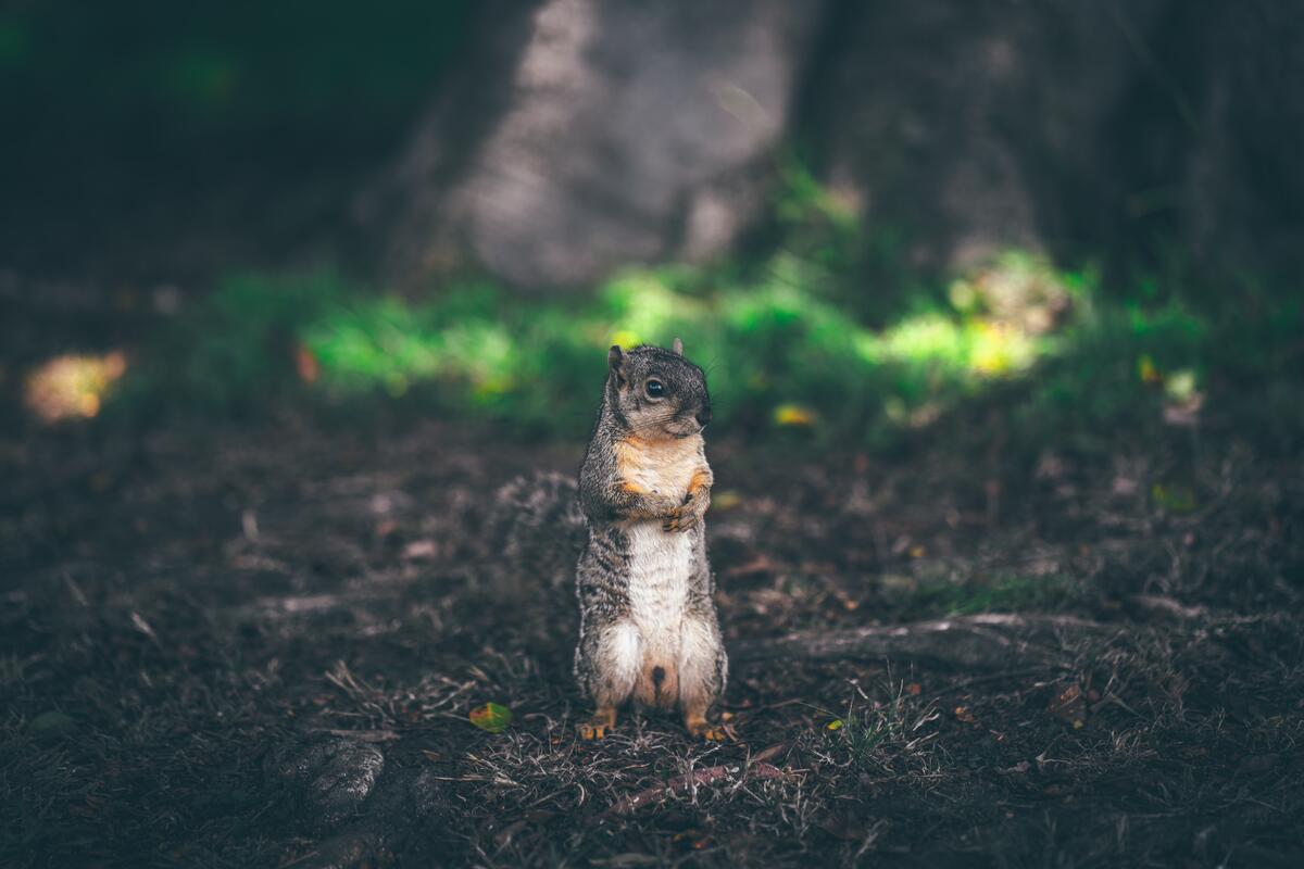 A squirrel stands on the ground on its hind legs