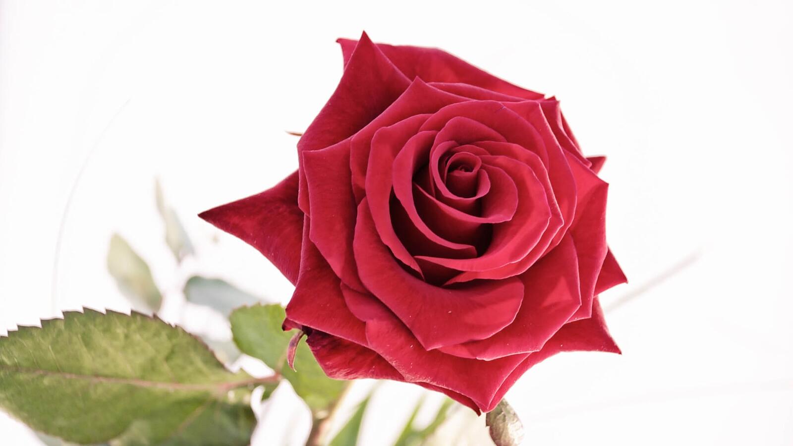 Бесплатное фото Красная роза на белом фоне
