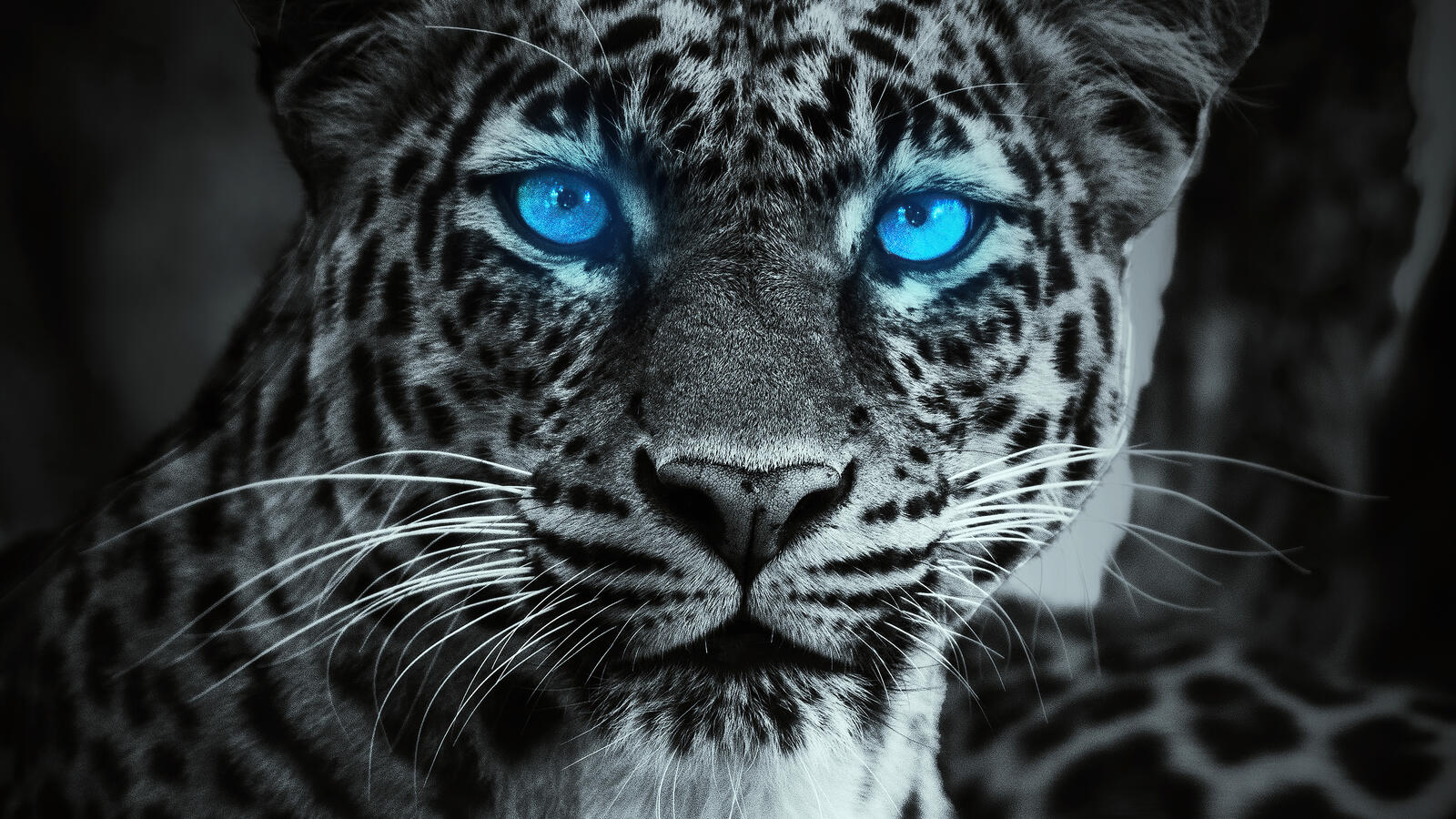 Free photo Blue-eyed leopard