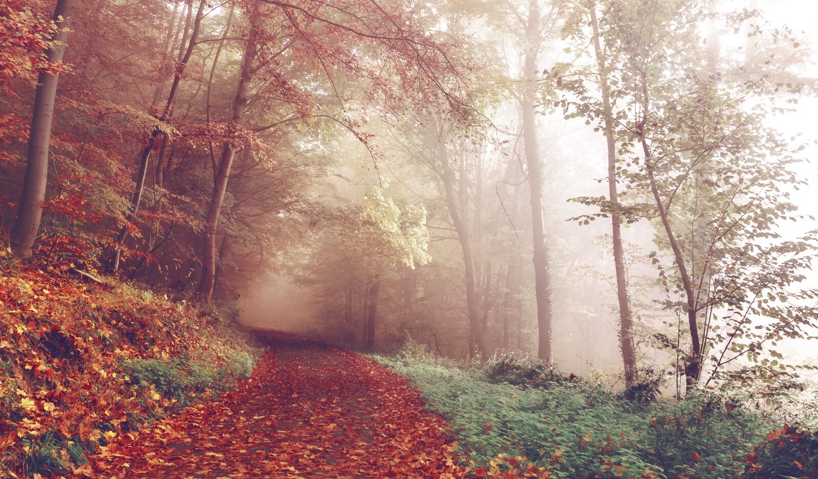 Бесплатное фото Туман в осеннем лесу во время листопада