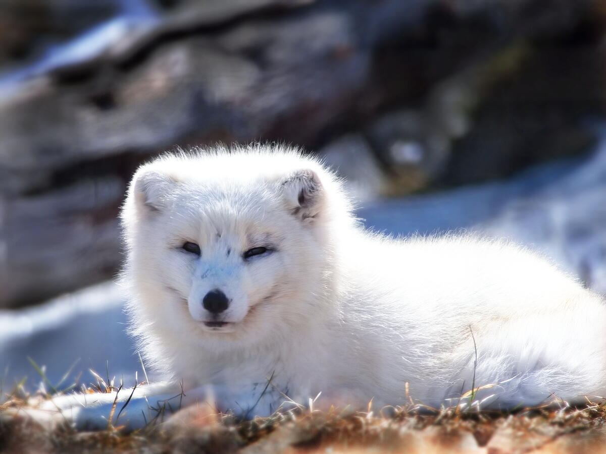 A white fox lounging in the winter sunshine