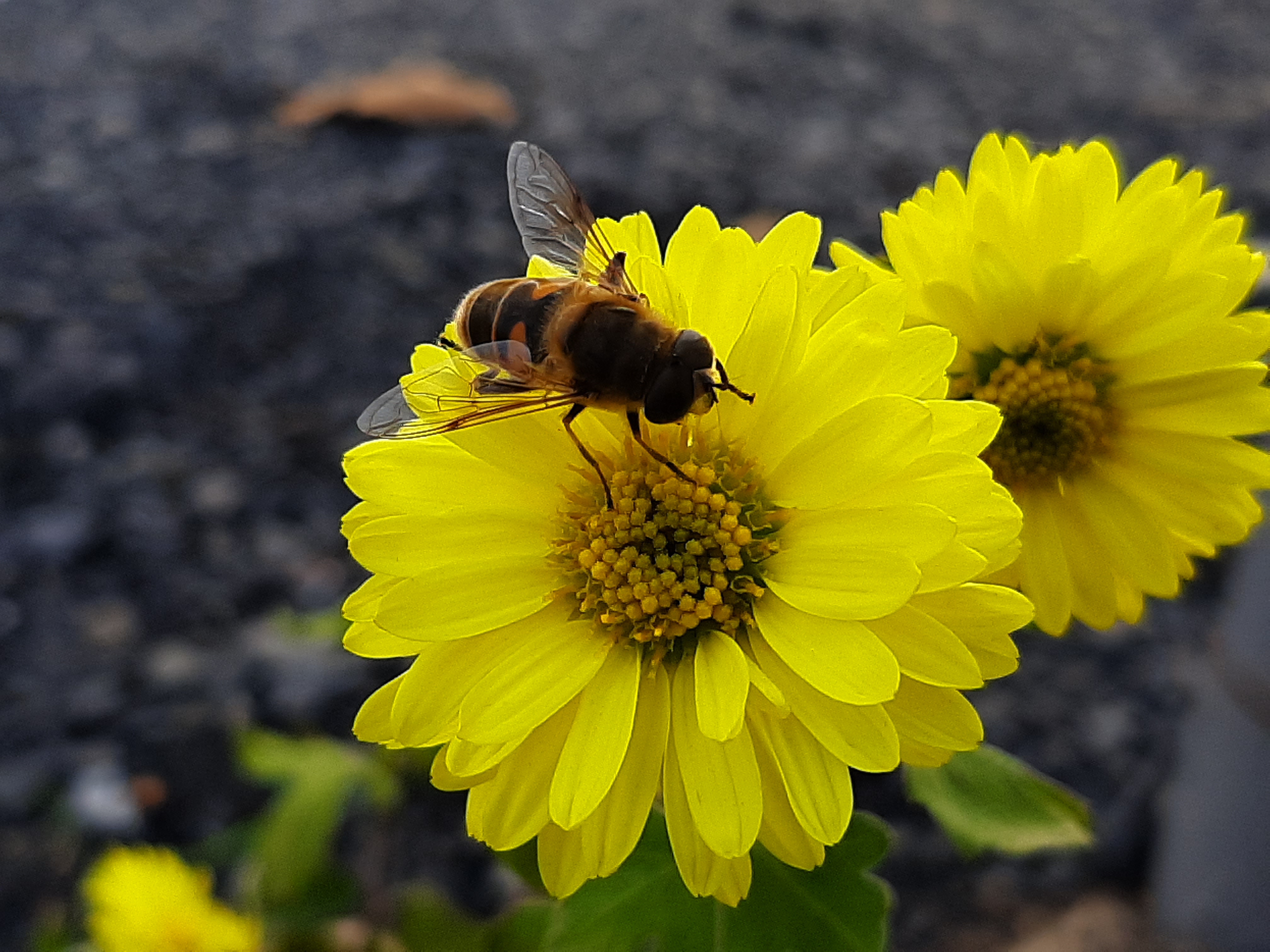 Free photo A bee on a yellow flower