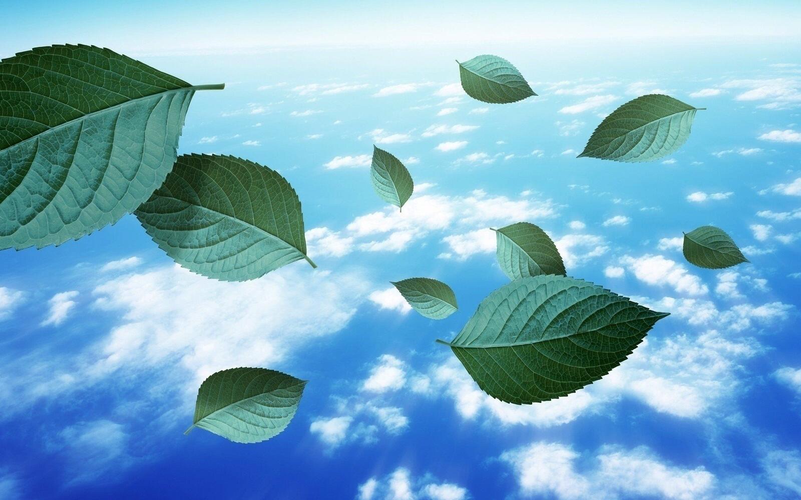 Бесплатное фото Зеленые листики на фоне неба