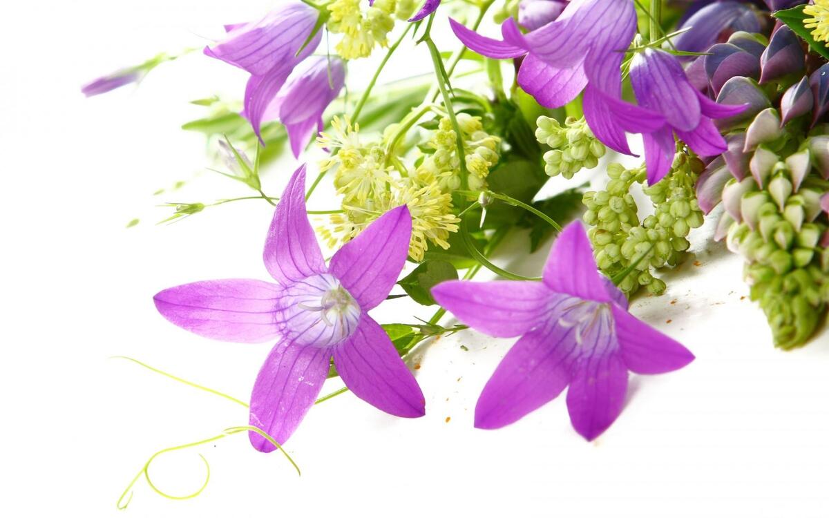 Красивые фиолетовые цветы на белом фоне