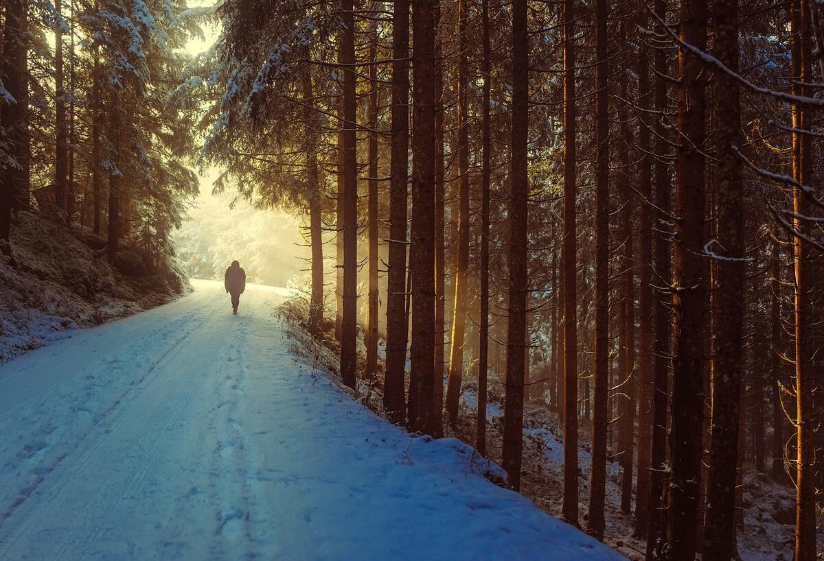 Walking along a snow-covered road in a coniferous forest
