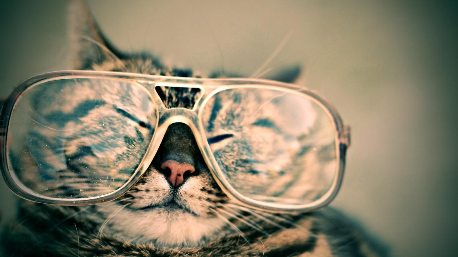 Free photo Funny cat in grandma`s glasses.
