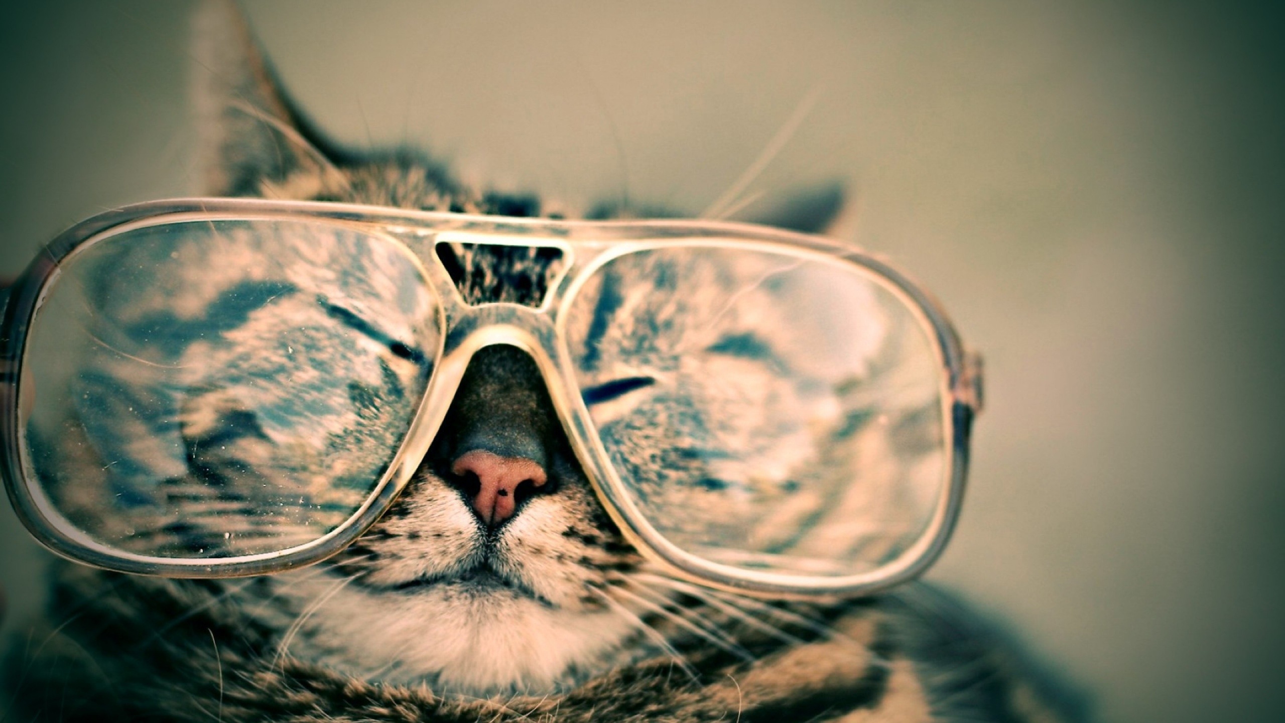 免费照片戴着老奶奶眼镜的滑稽猫咪