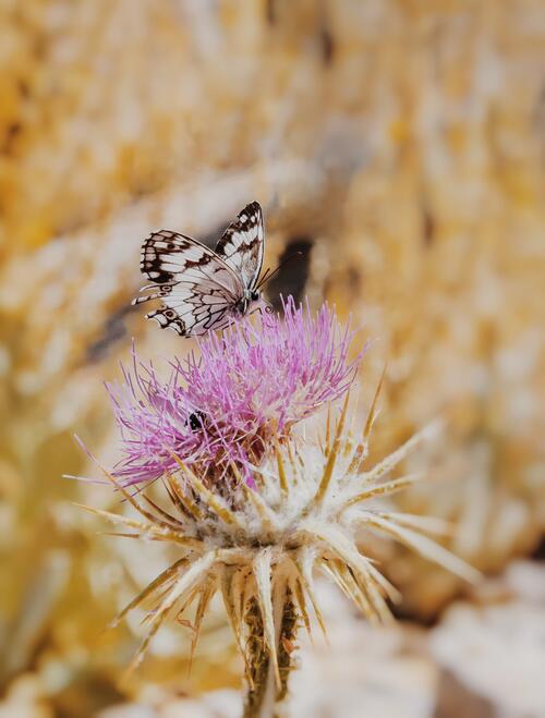 A butterfly on a little purple flower