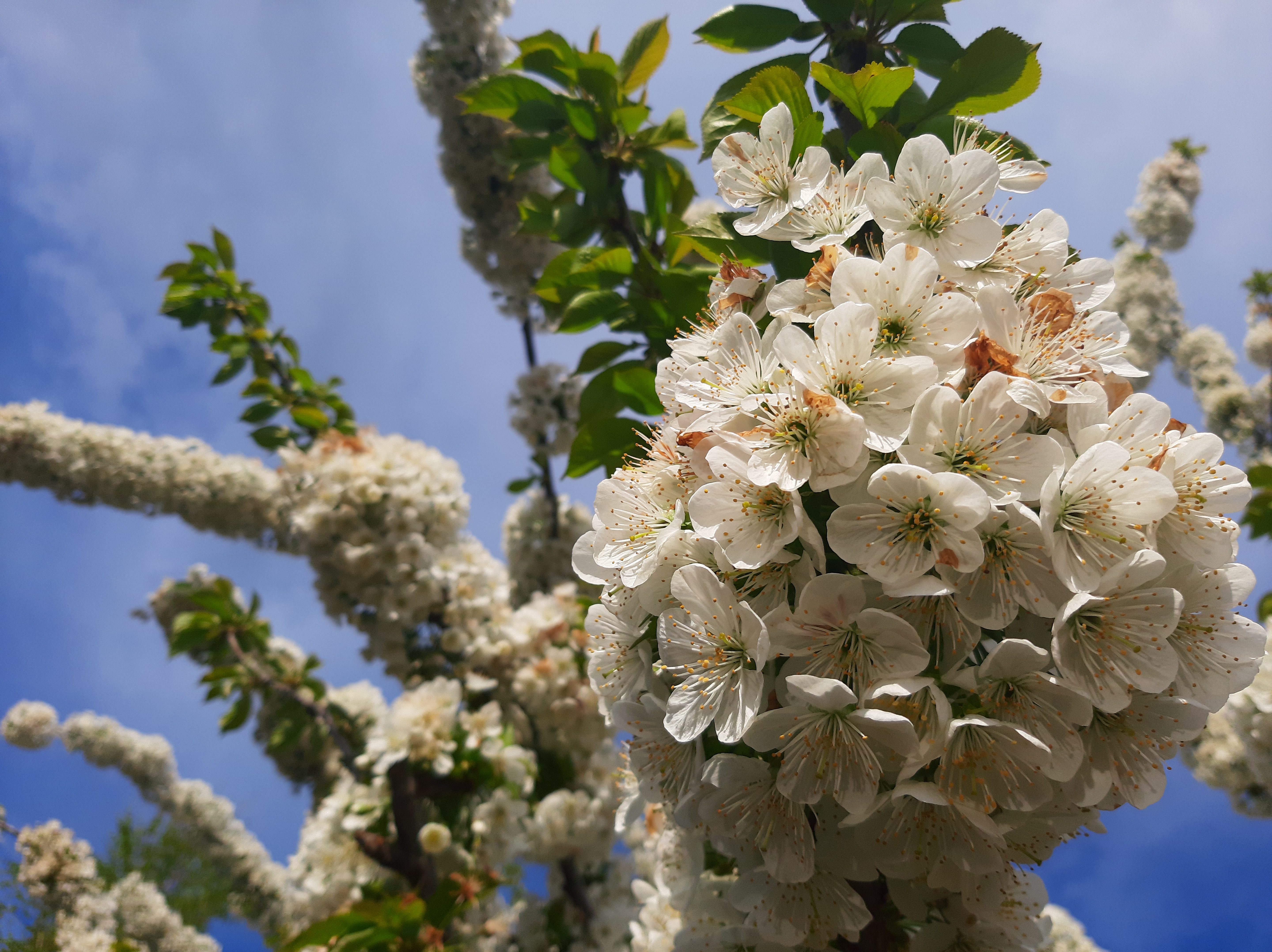 Бесплатное фото Весеннее цветение