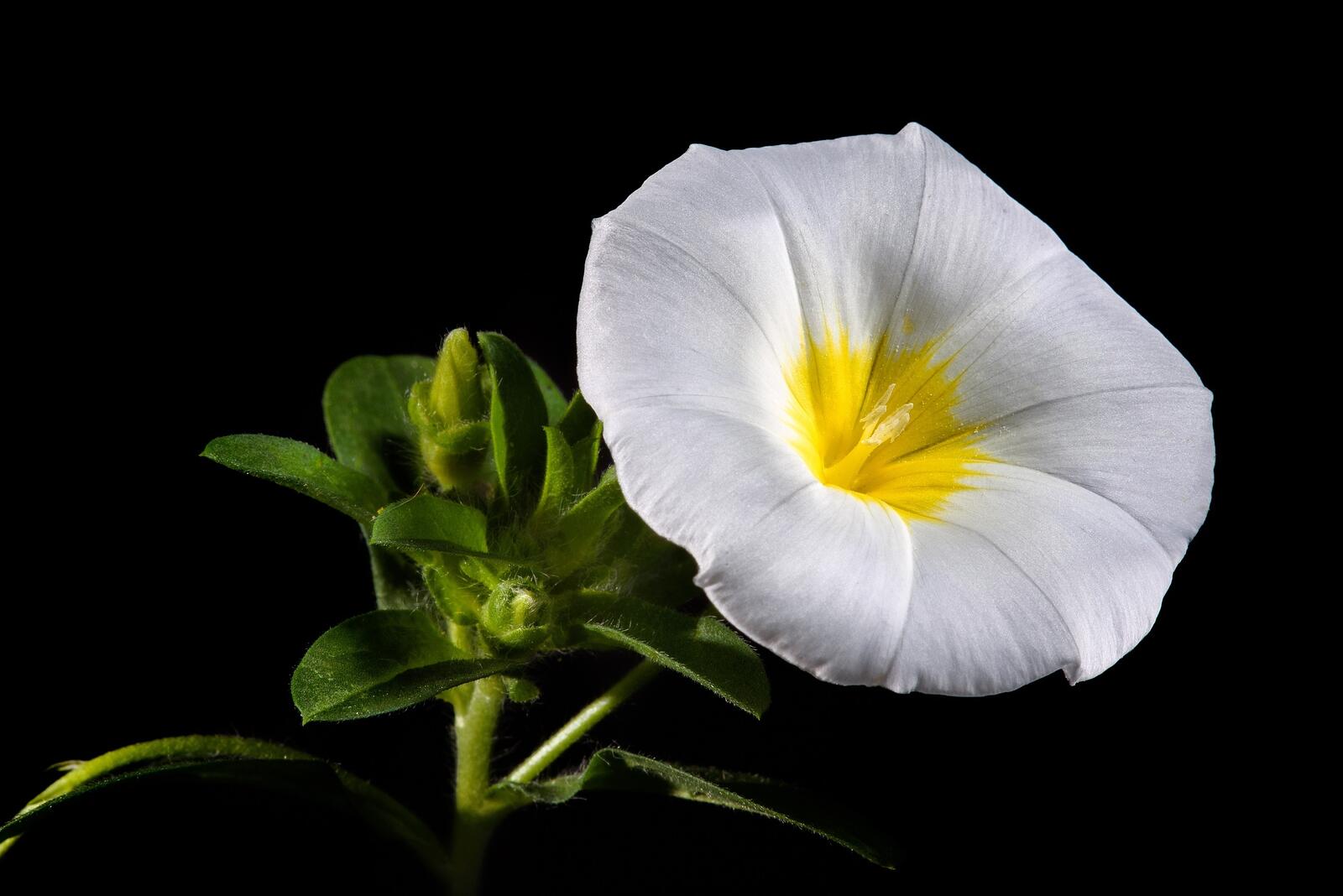 Обои природа цветок растение на рабочий стол