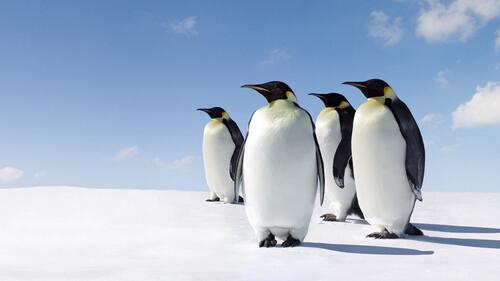 A group of penguins look away