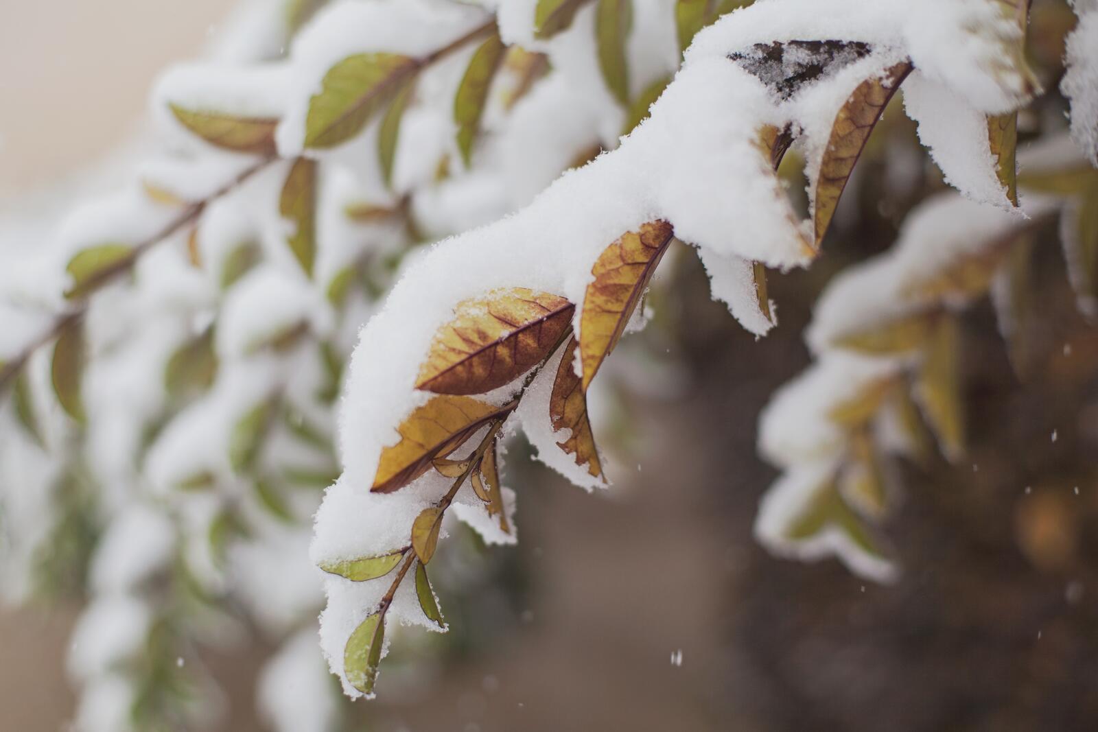 Бесплатное фото Первый снег на ветках с сухими листьями