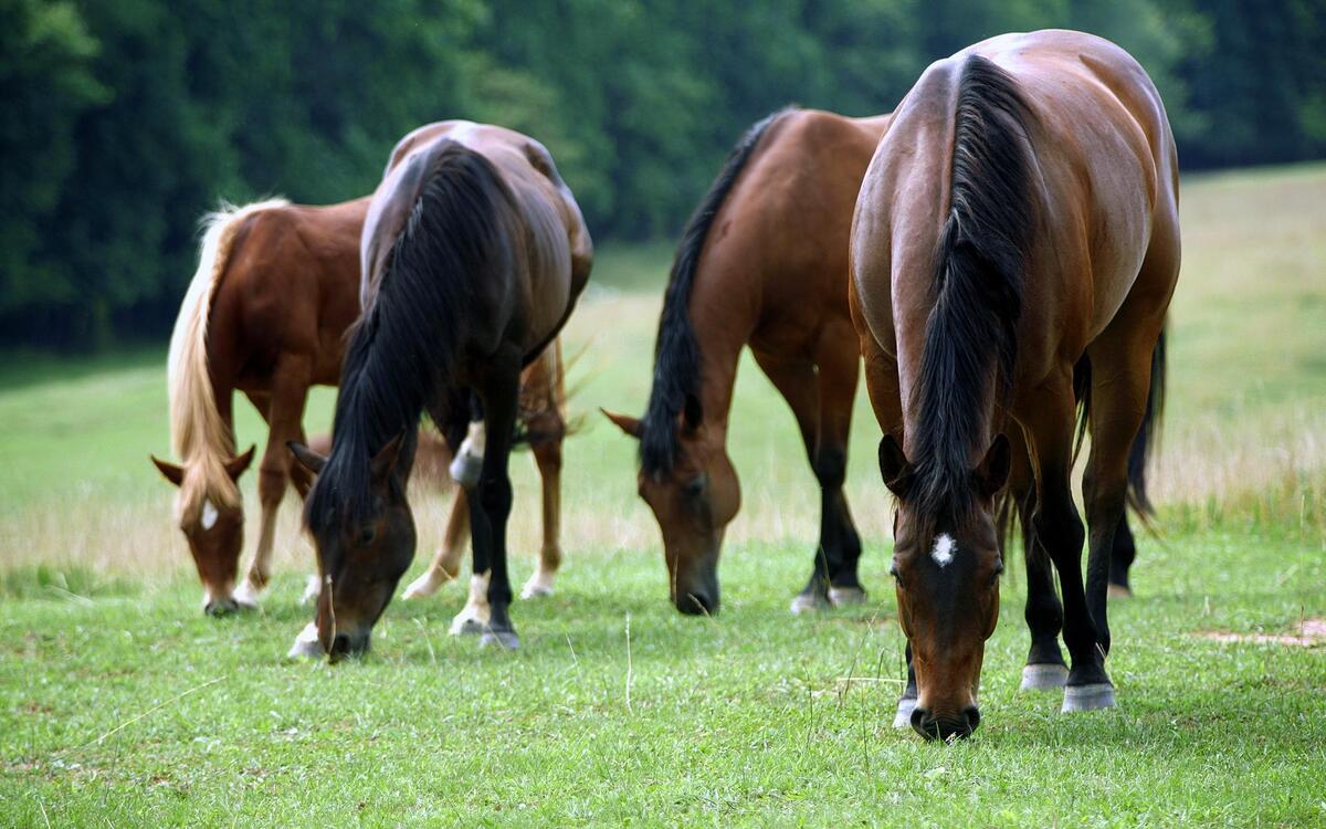 Horses grazing in a green meadow