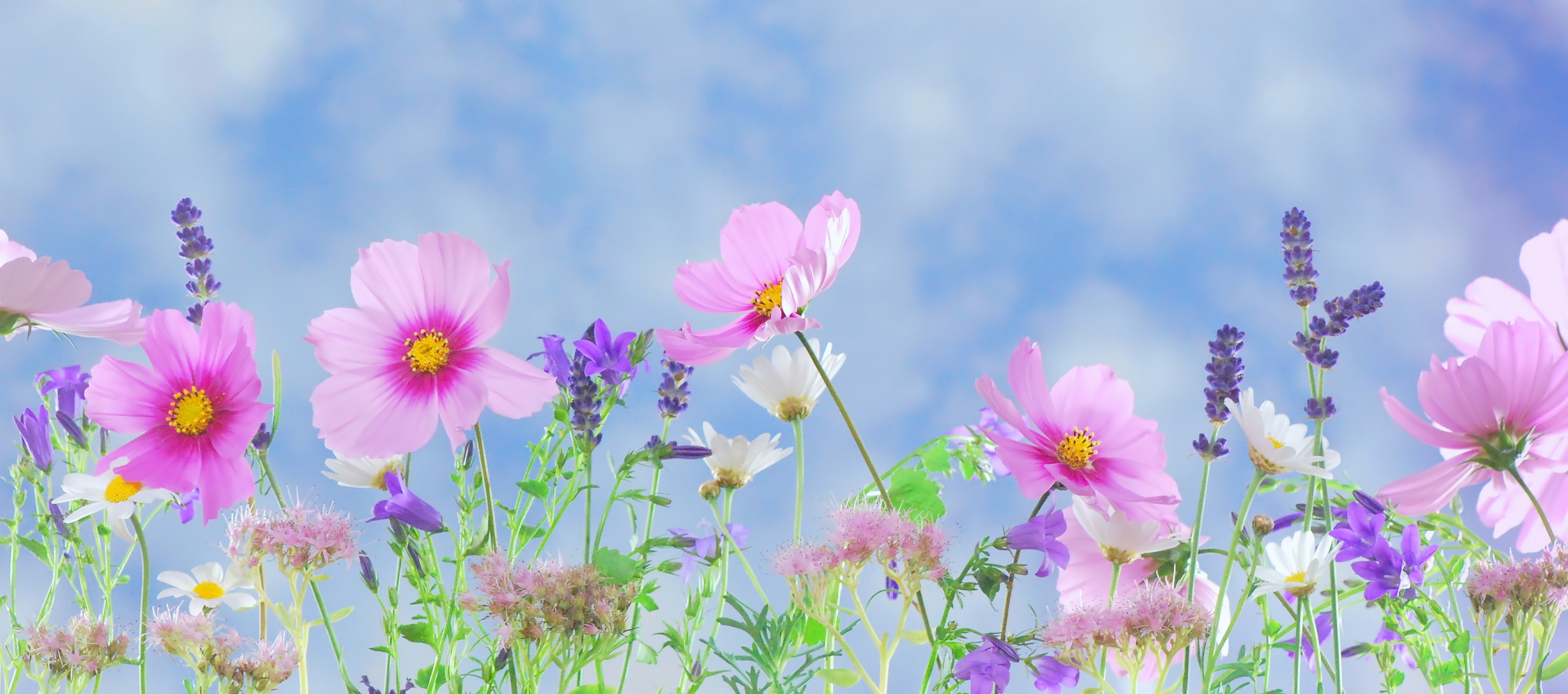 Фото бесплатно природа, трава, цветок