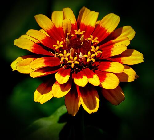 Красивый желтый цветок с красным цветом ближе к центру