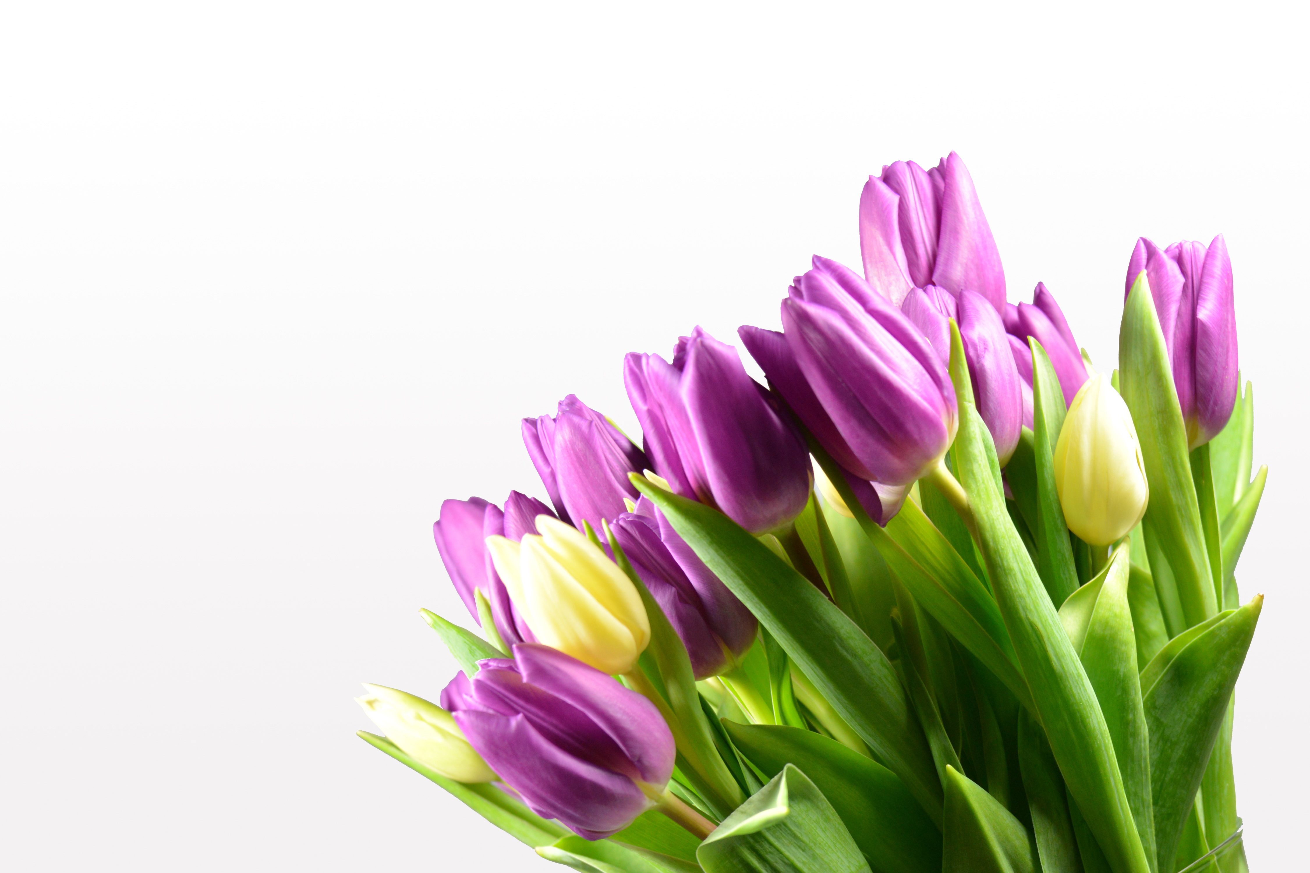 Бесплатное фото Букет тюльпанов на белом фоне