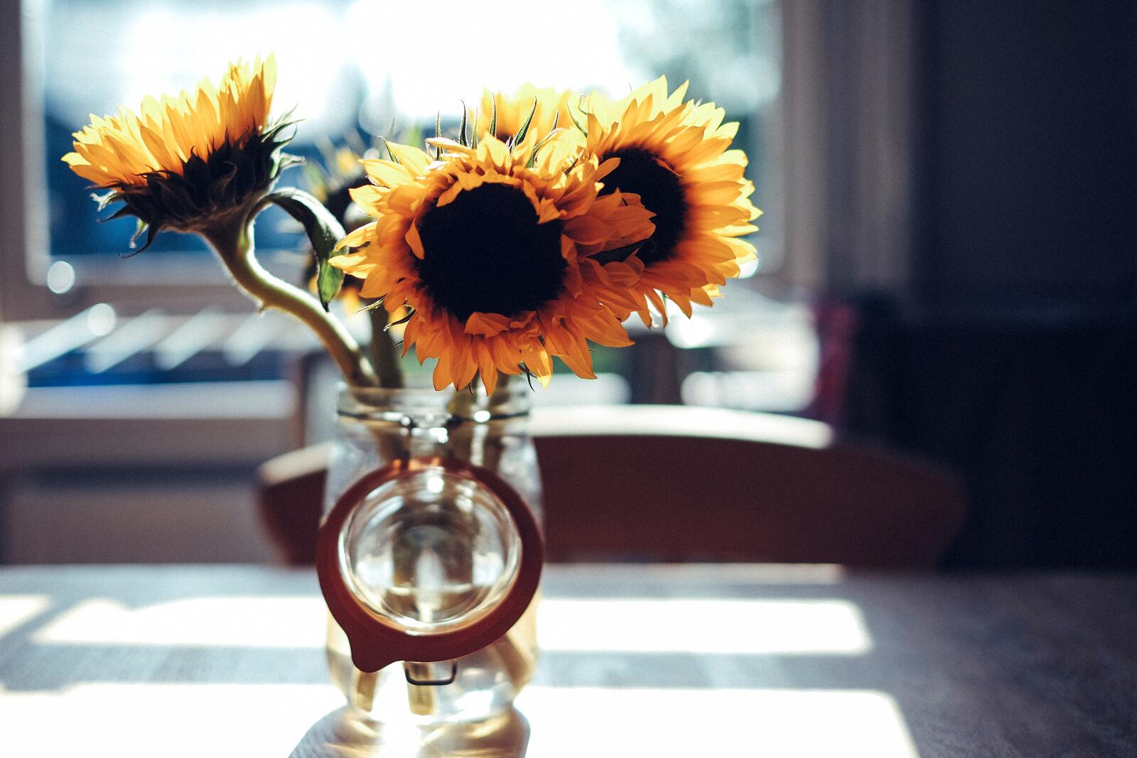 免费照片透明花瓶中的三朵向日葵。