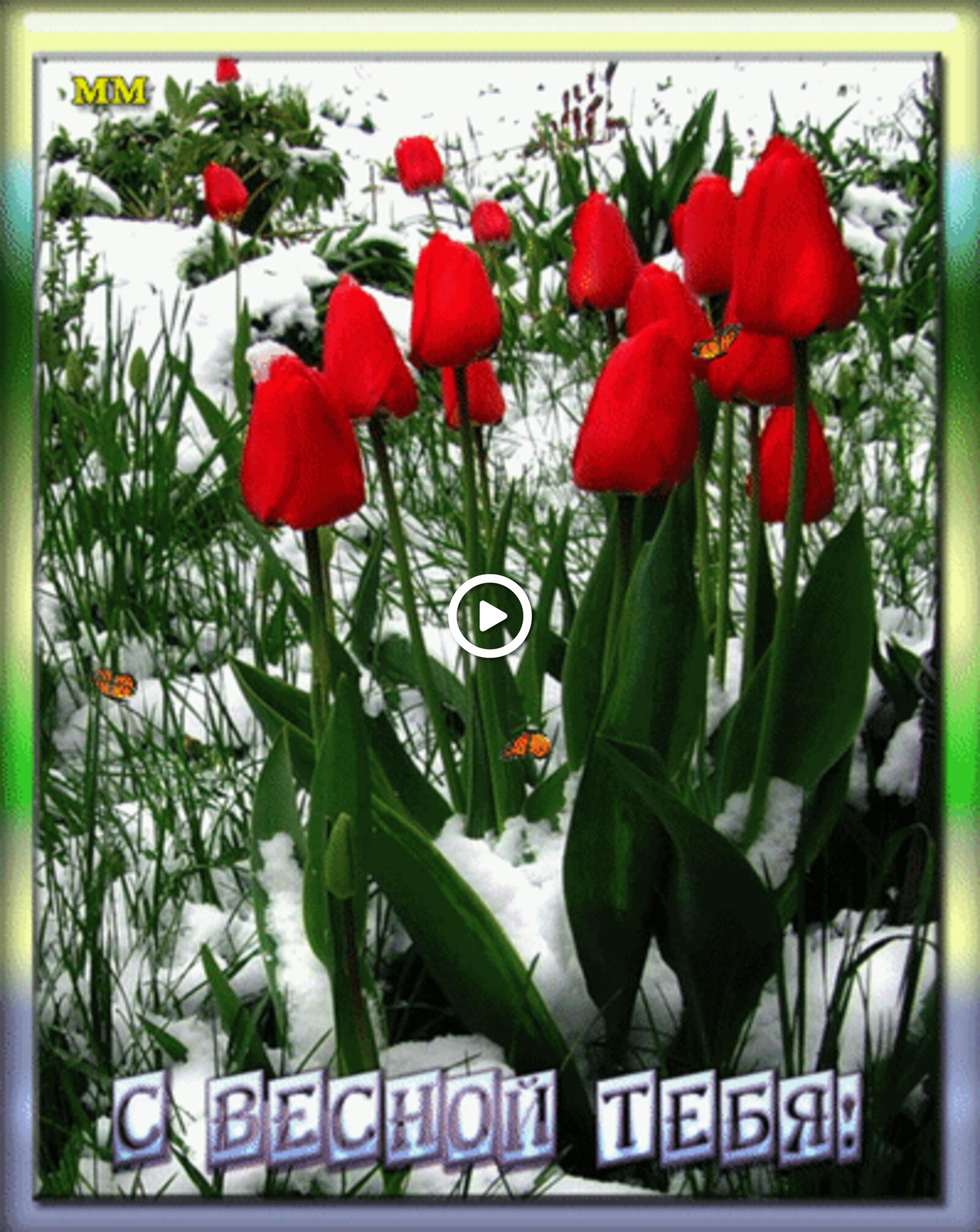 A postcard on the subject of spring red tulips to friends for free