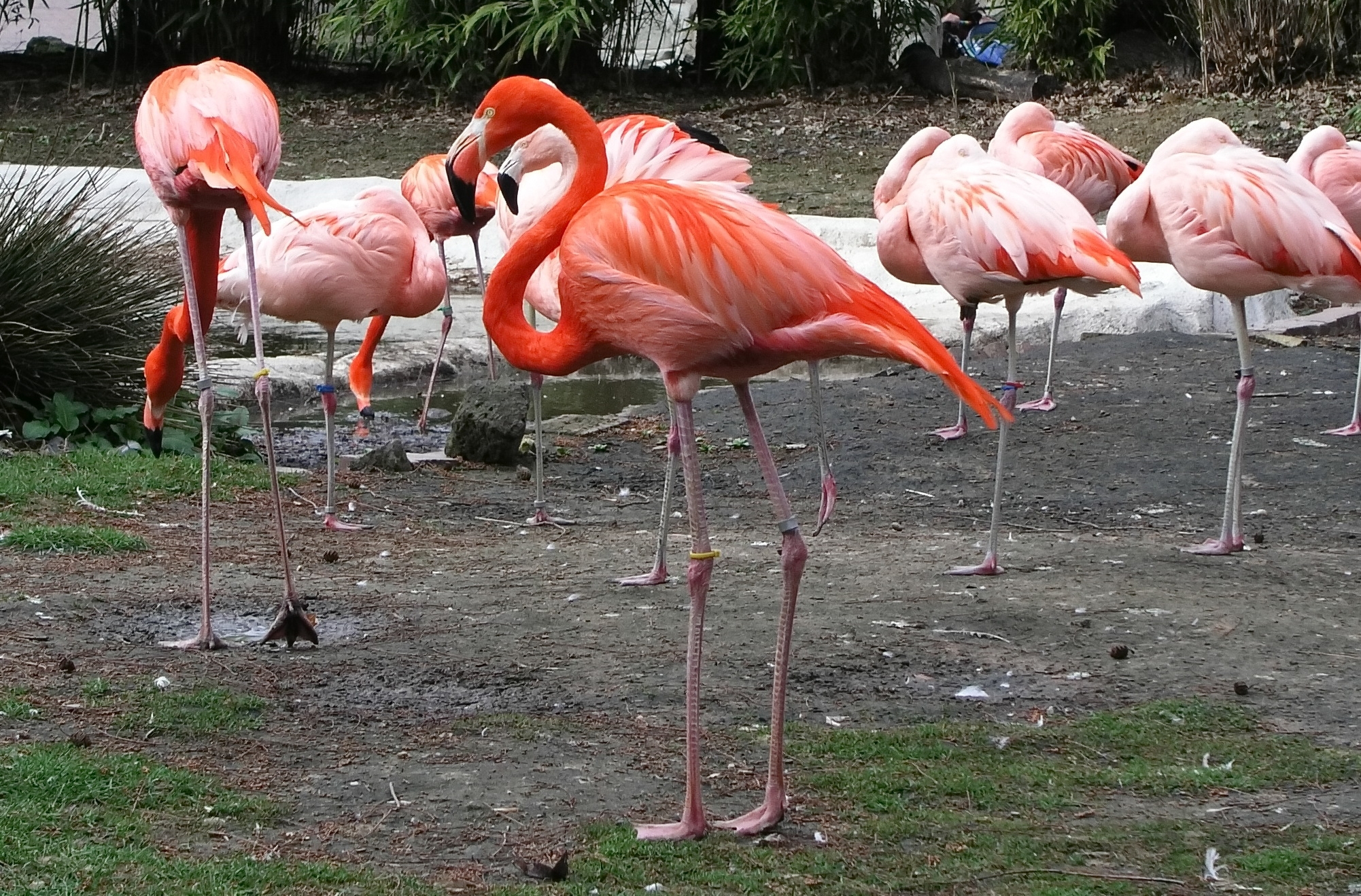 Free photo A family of pink flamingos