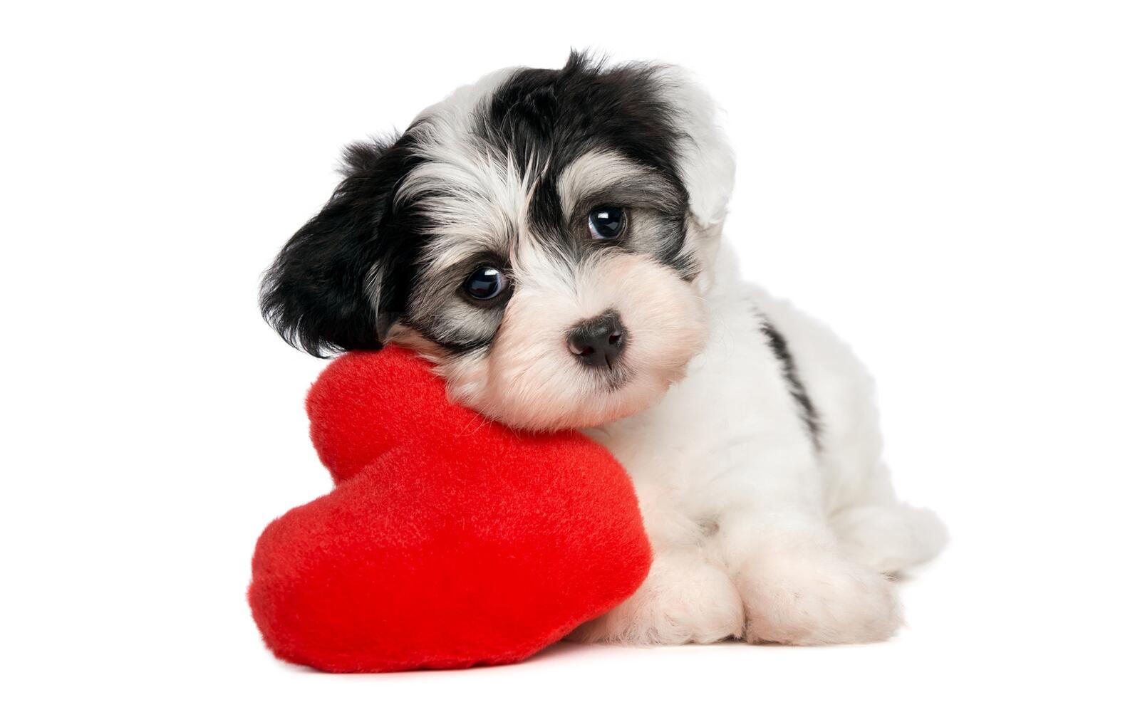 Free photo A little puppy lies on a red heart