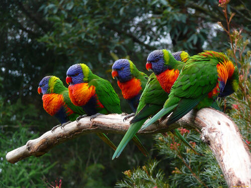 Много цветных попугаев собрались на одной ветке